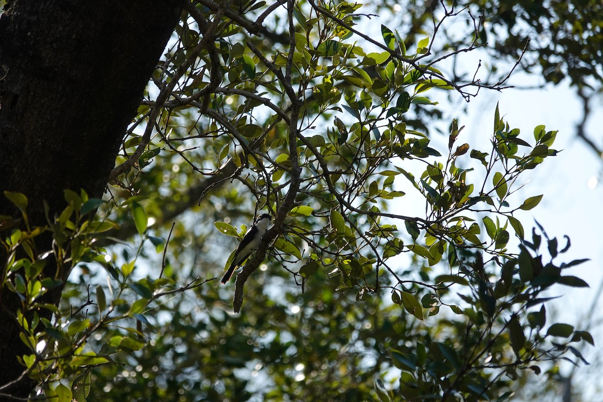 Restless Flycatcher - ML638310612