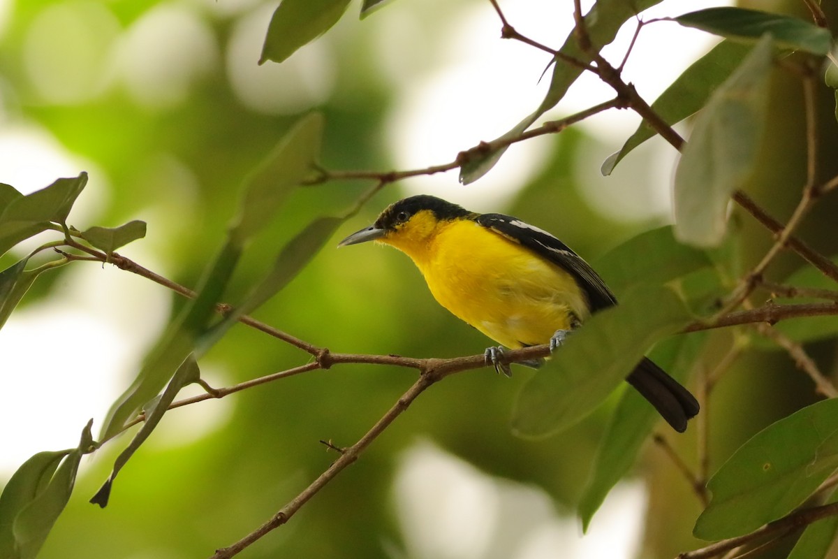 Common Iora - ML638310613