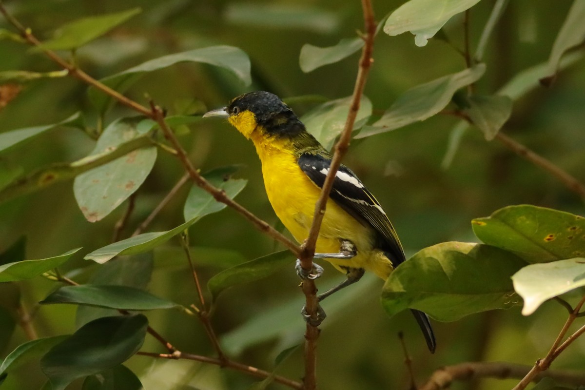 Common Iora - ML638310614
