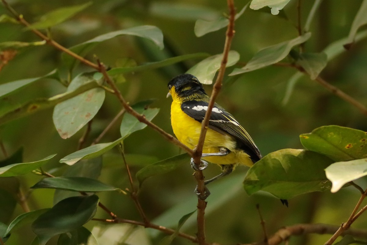 Common Iora - ML638310615