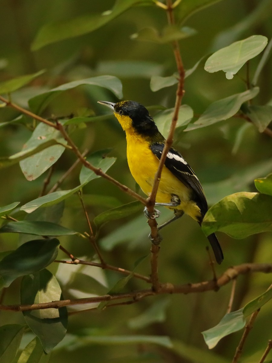 Common Iora - ML638310616