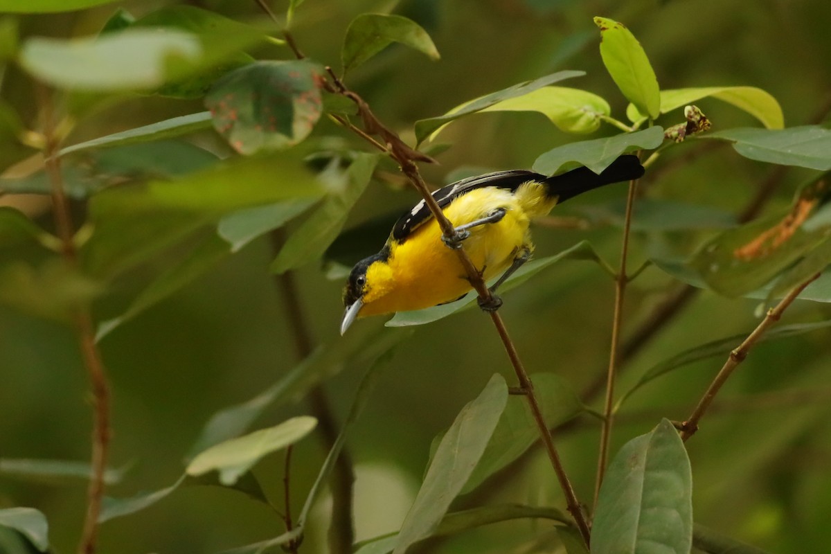Common Iora - ML638310617