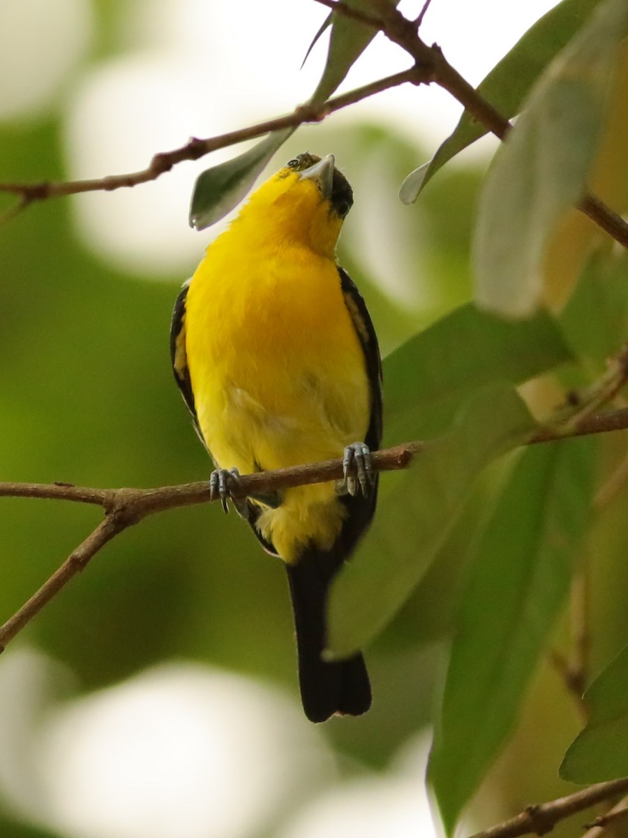 Common Iora - ML638310618
