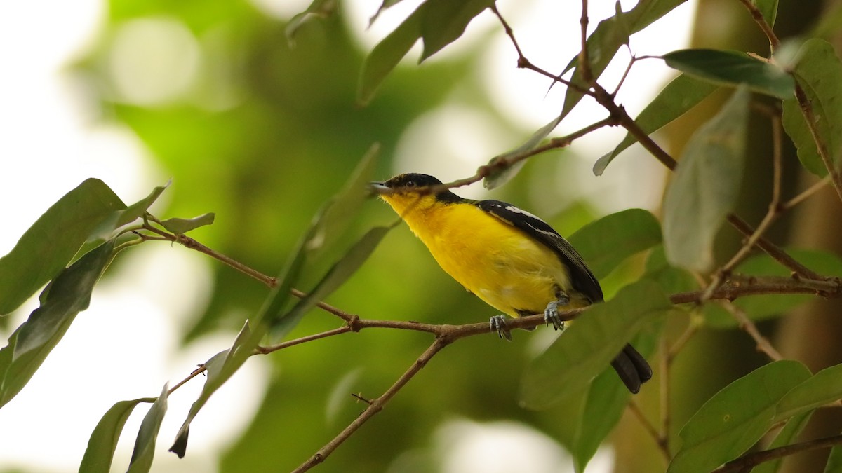 Common Iora - ML638310621