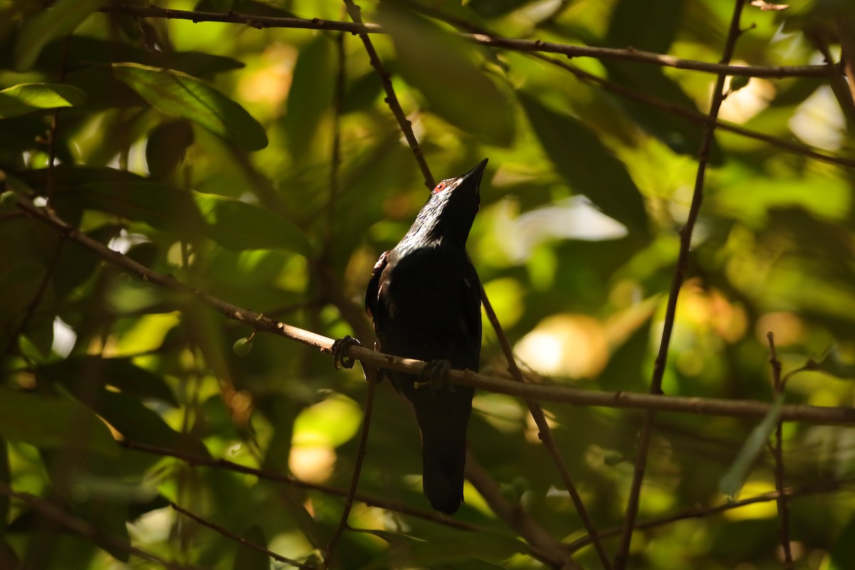Asian Glossy Starling - ML638310627