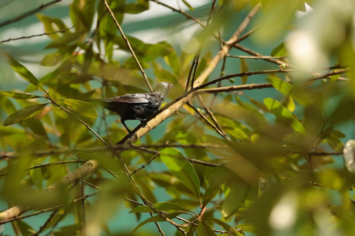 Asian Glossy Starling - ML638310628