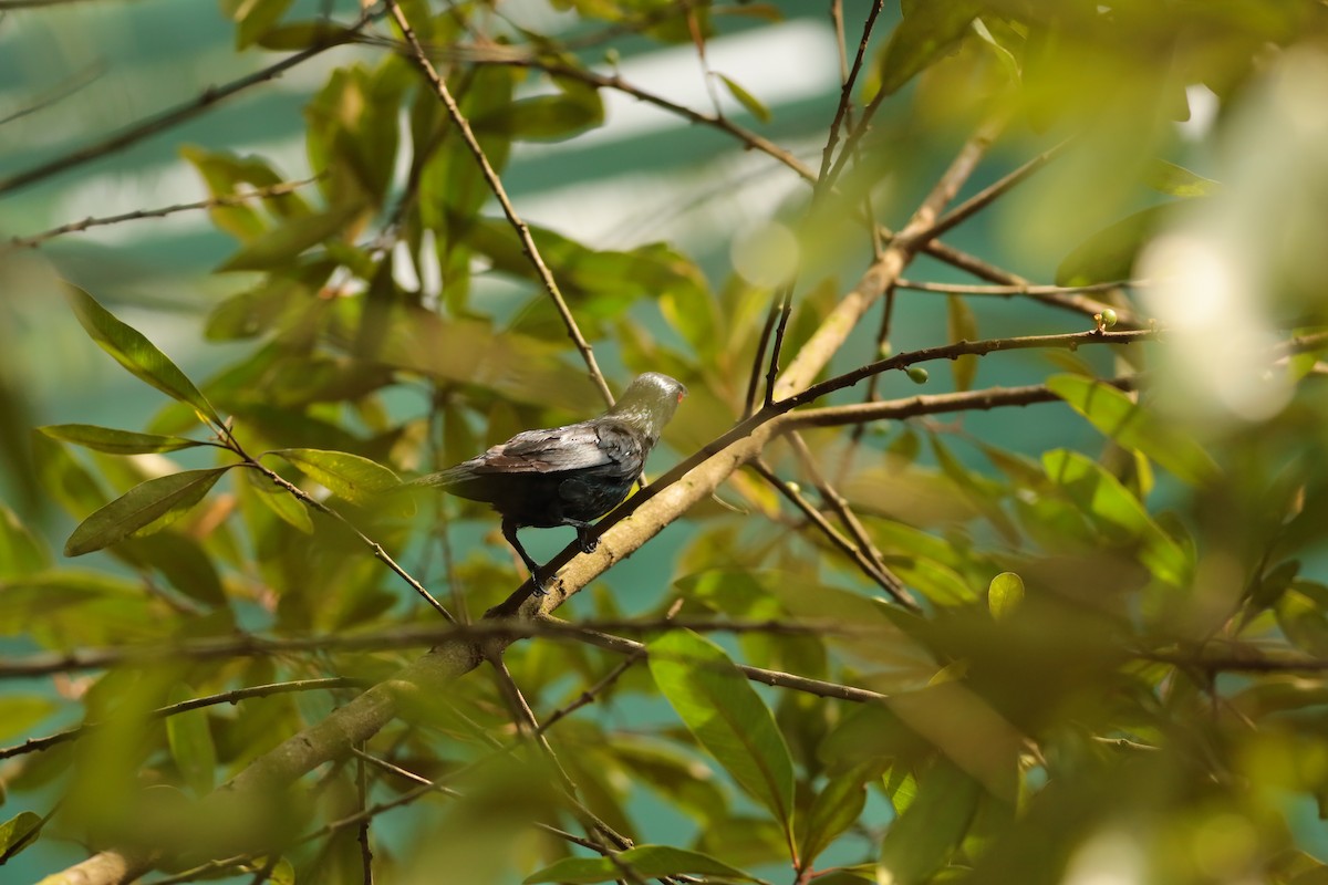 Asian Glossy Starling - ML638310632