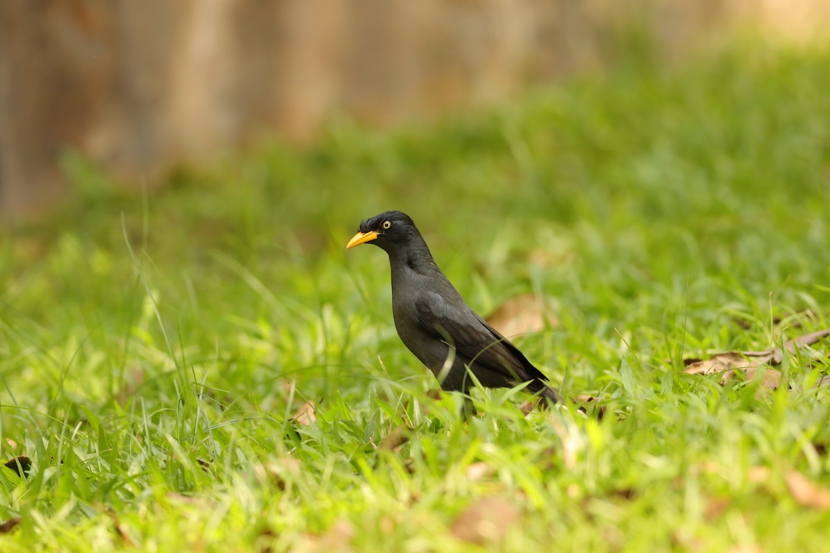 Javan Myna - ML638310636