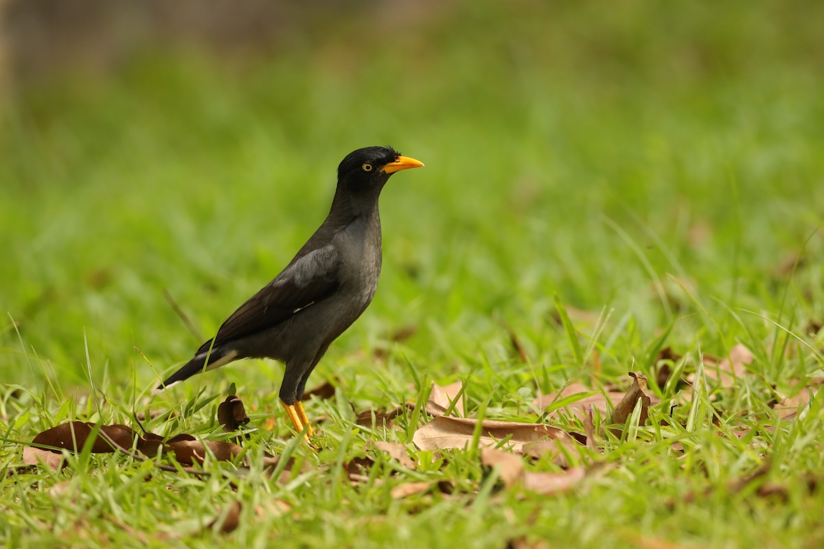 Javan Myna - ML638310637
