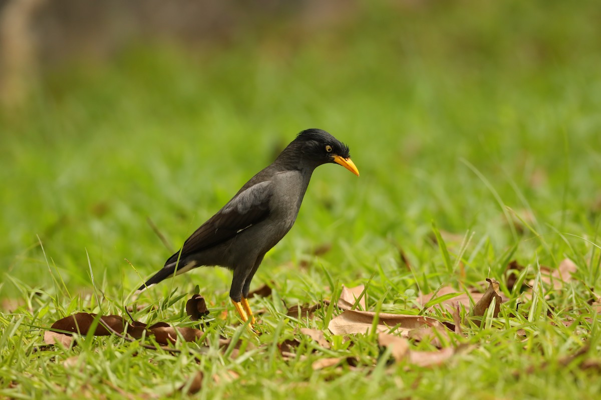 Javan Myna - ML638310638