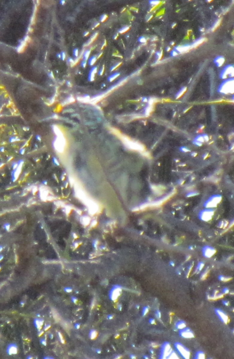 Yellow-fronted Tinkerbird - ML638310654