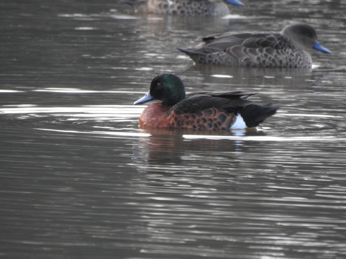 Chestnut Teal - ML638310660