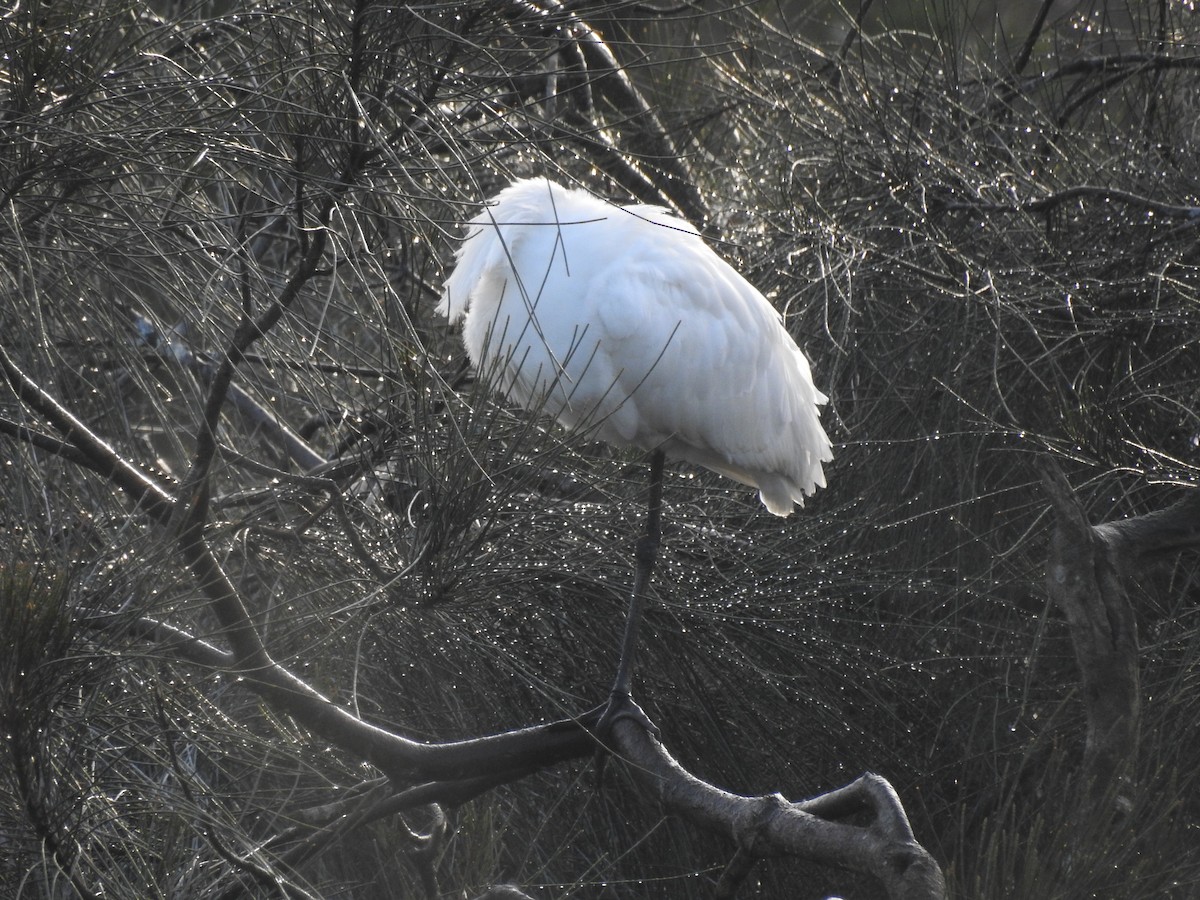 Royal Spoonbill - ML638310664