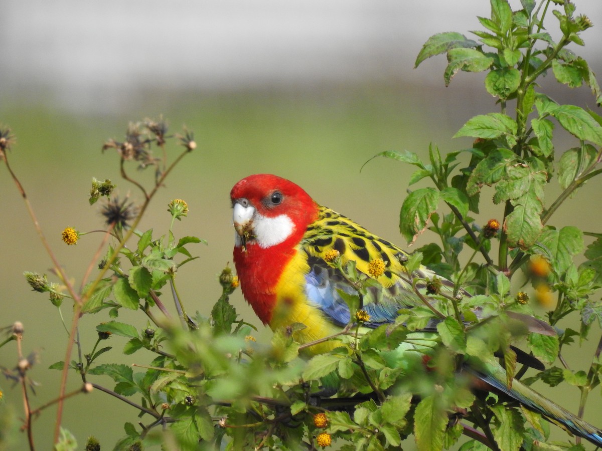 ナナクサインコ - ML638310665