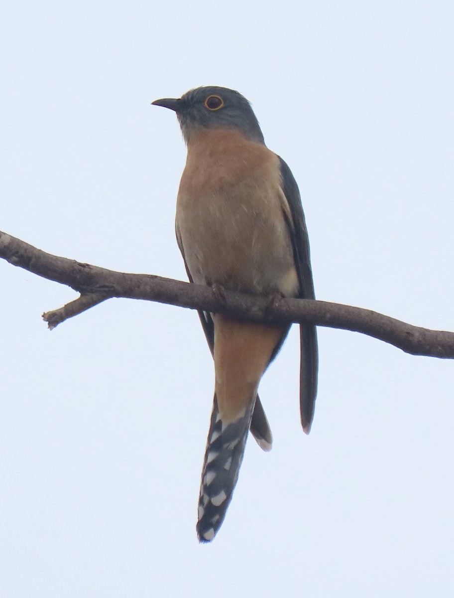 Fan-tailed Cuckoo - ML638310668