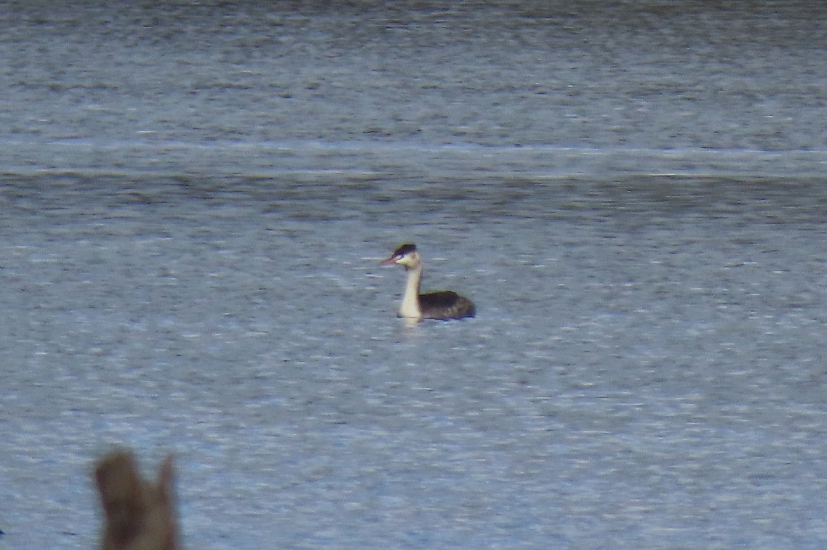 Great Crested Grebe - ML638310676