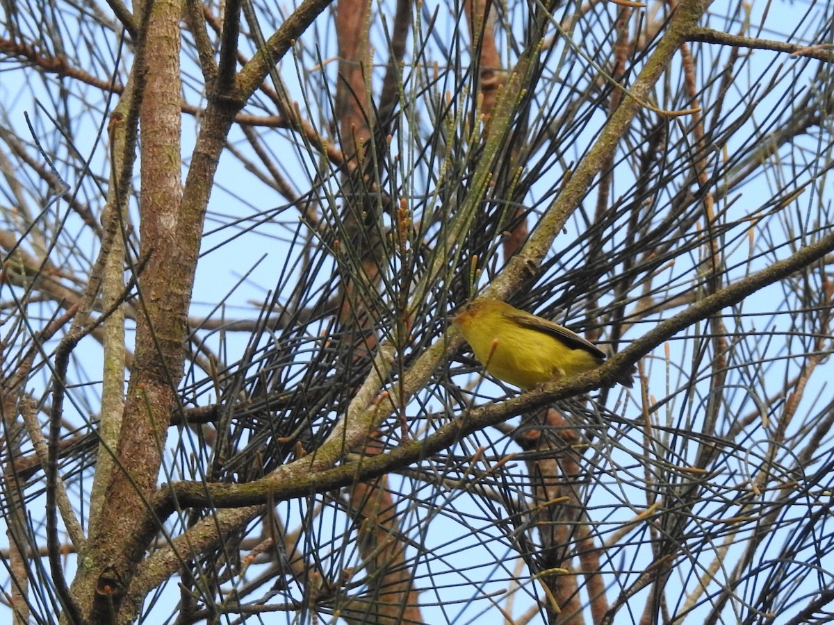 Yellow Thornbill - ML638310679