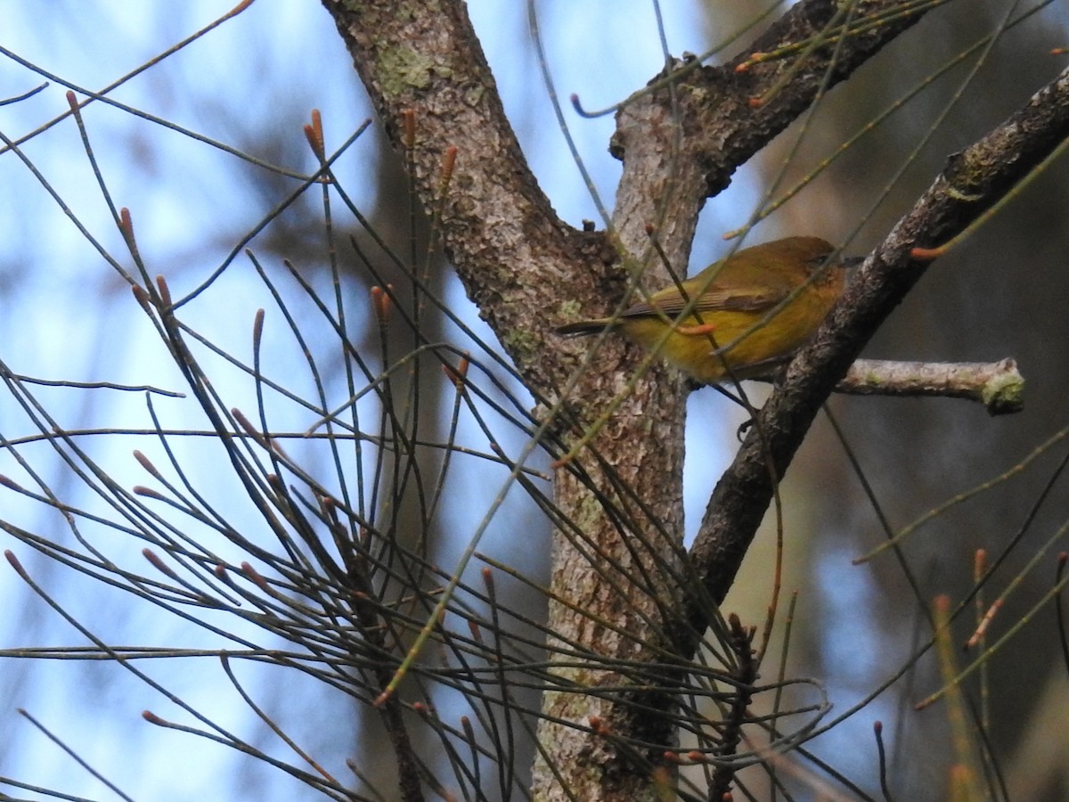 Yellow Thornbill - ML638310680
