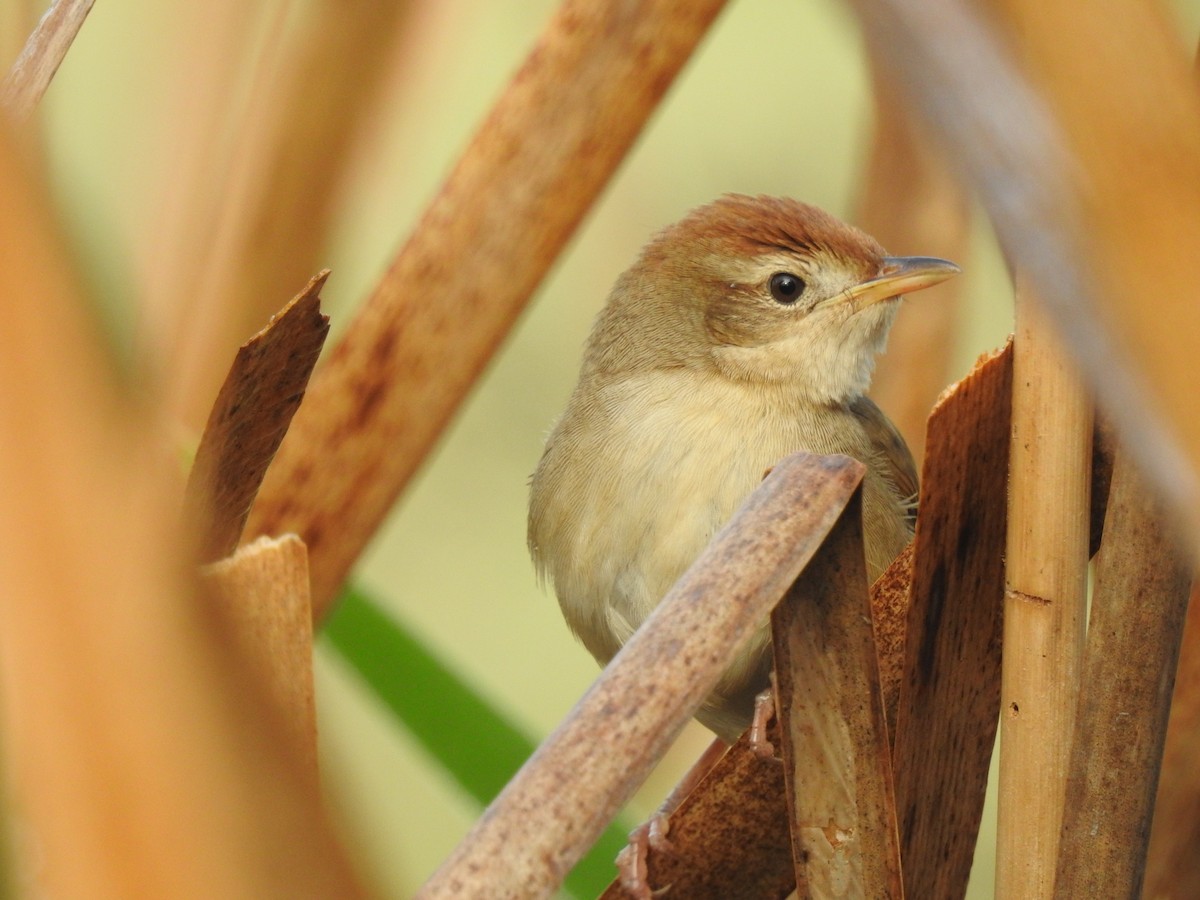 Tawny Grassbird - ML638310681