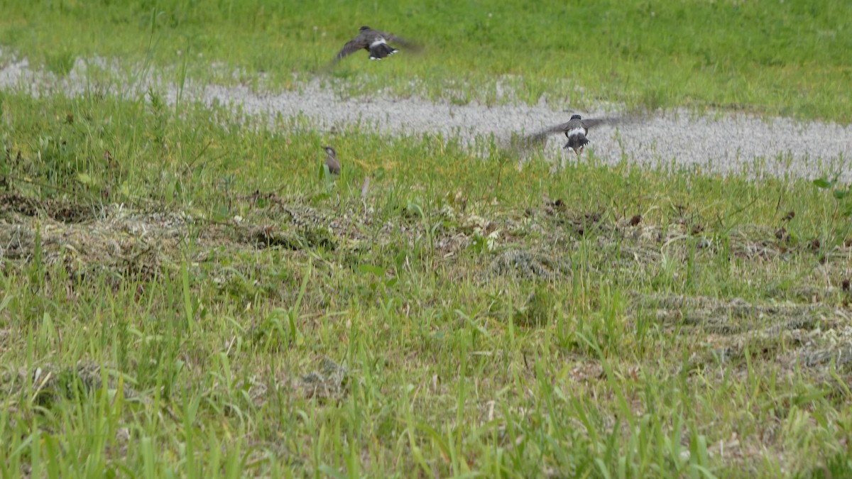 White-cheeked Starling - ML638310703
