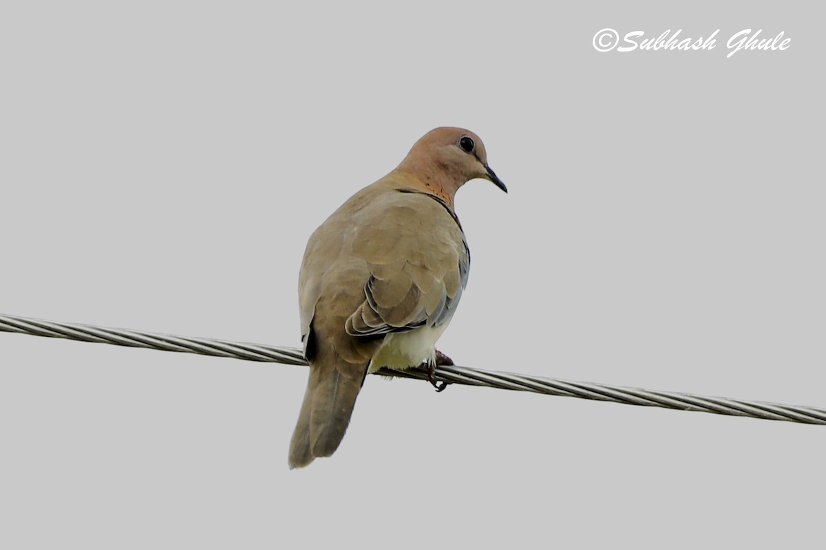 Laughing Dove - ML638310710