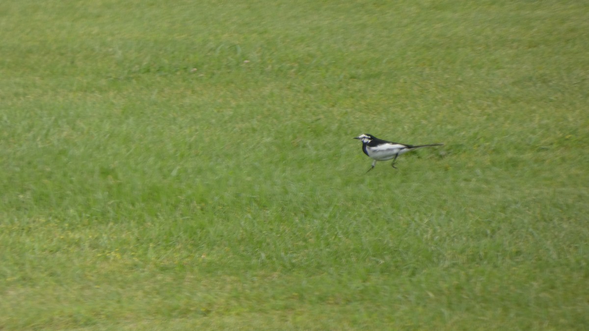 White Wagtail - ML638310714