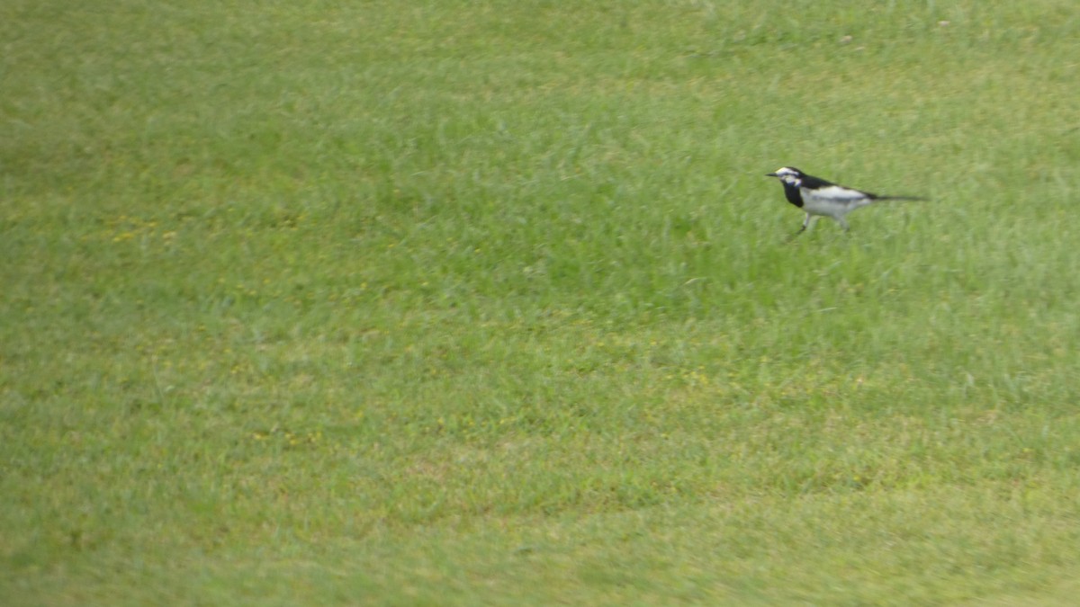 White Wagtail - ML638310717