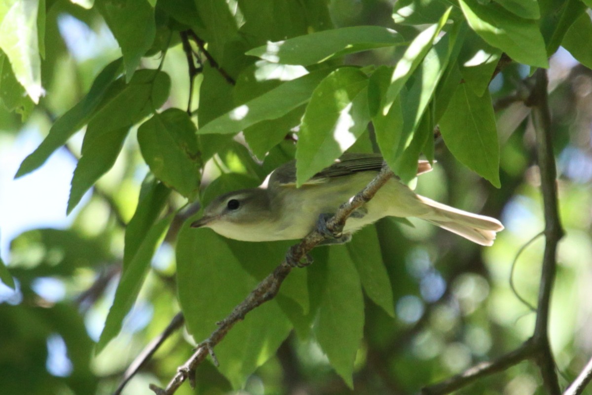 Warbling Vireo - ML638310718