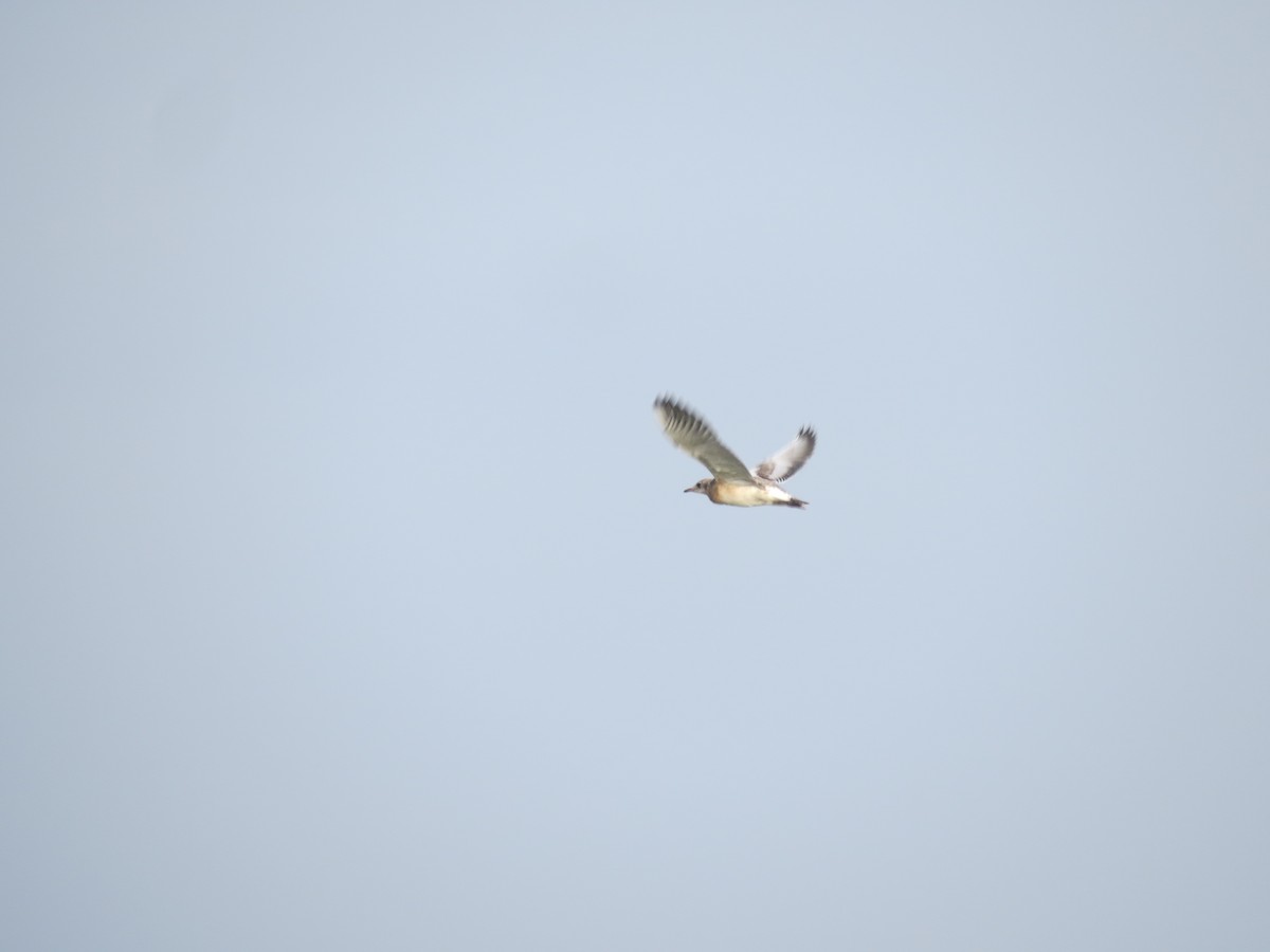 Black-headed Gull - ML638310720