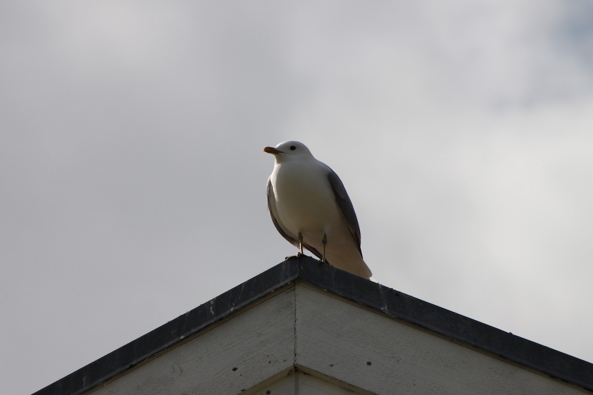 Common Gull - ML638310721