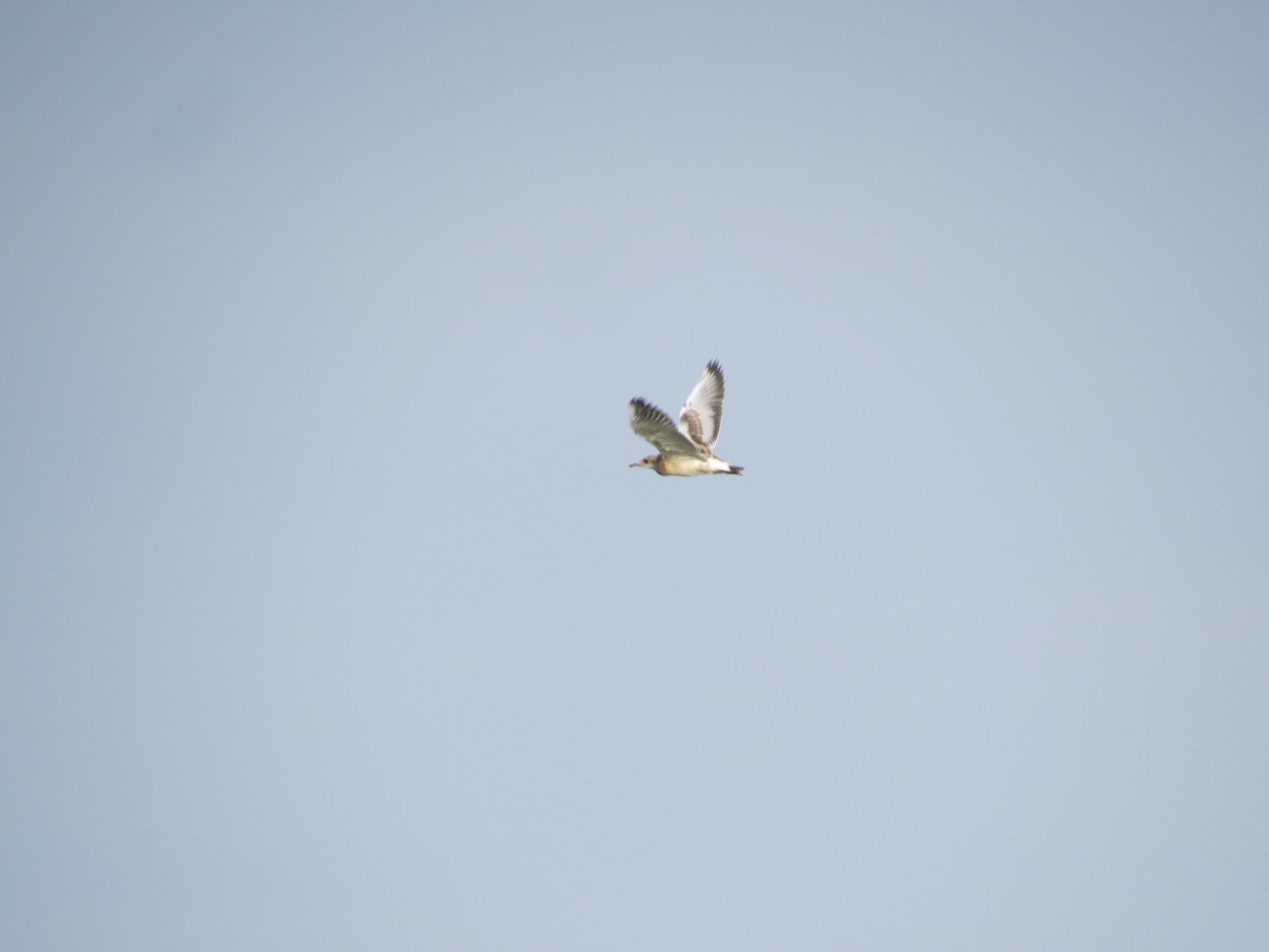 Black-headed Gull - ML638310724