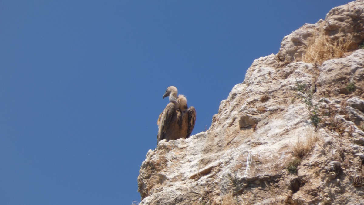 Gänsegeier - ML638310726