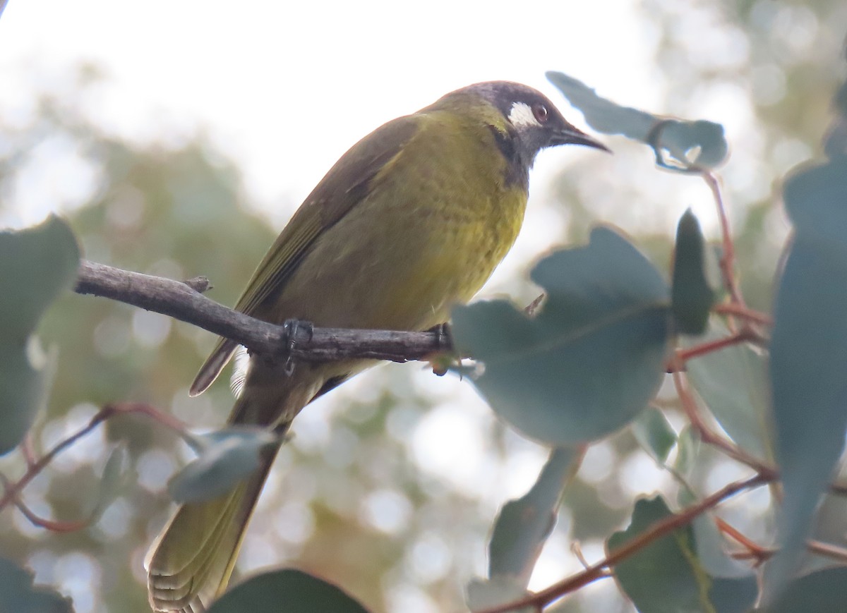 White-eared Honeyeater - ML638310730