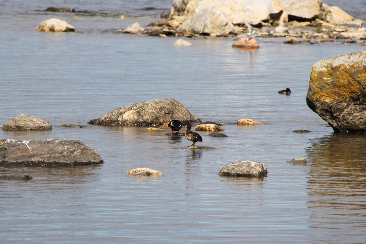 Tufted Duck - ML638310731