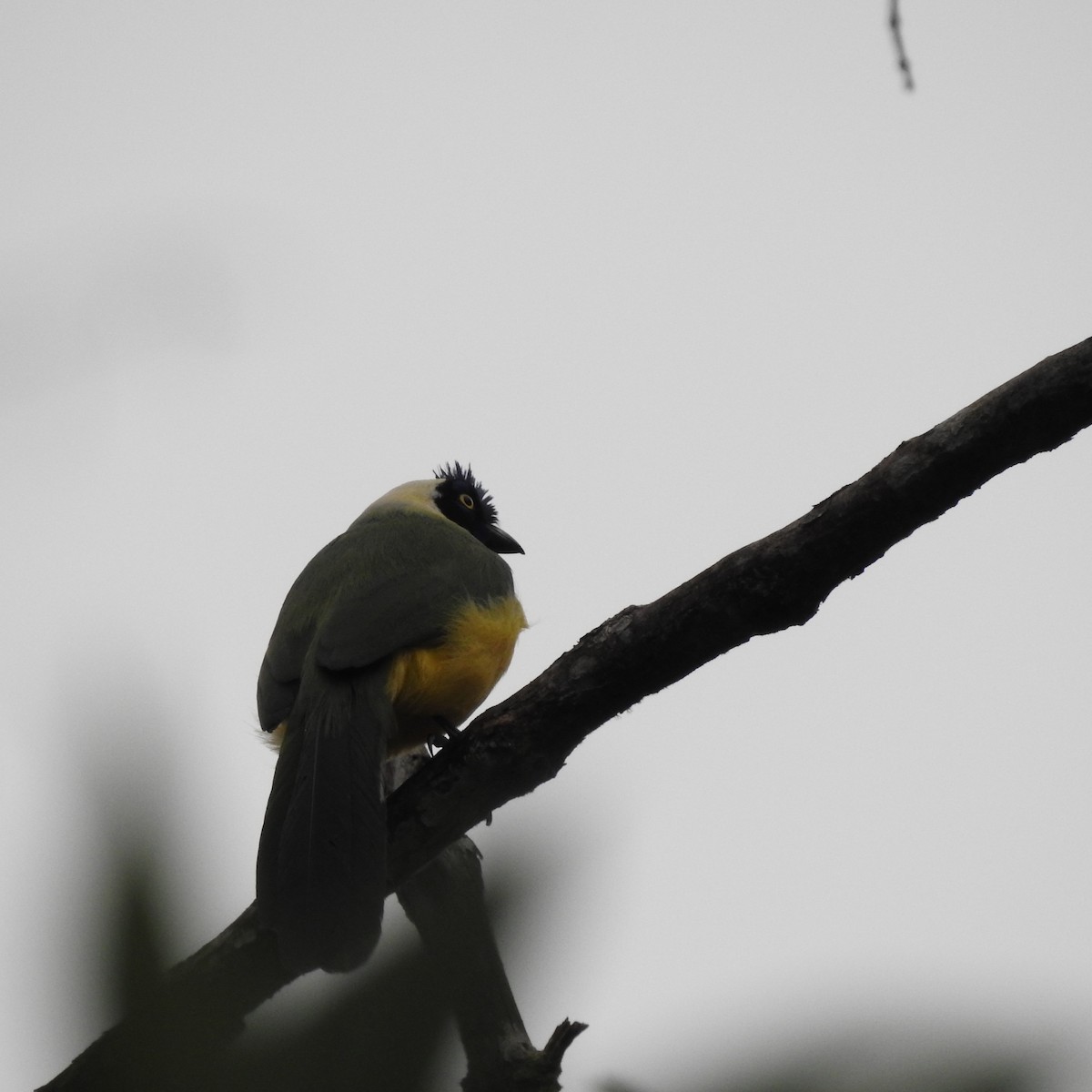 Green Jay - ML638310732