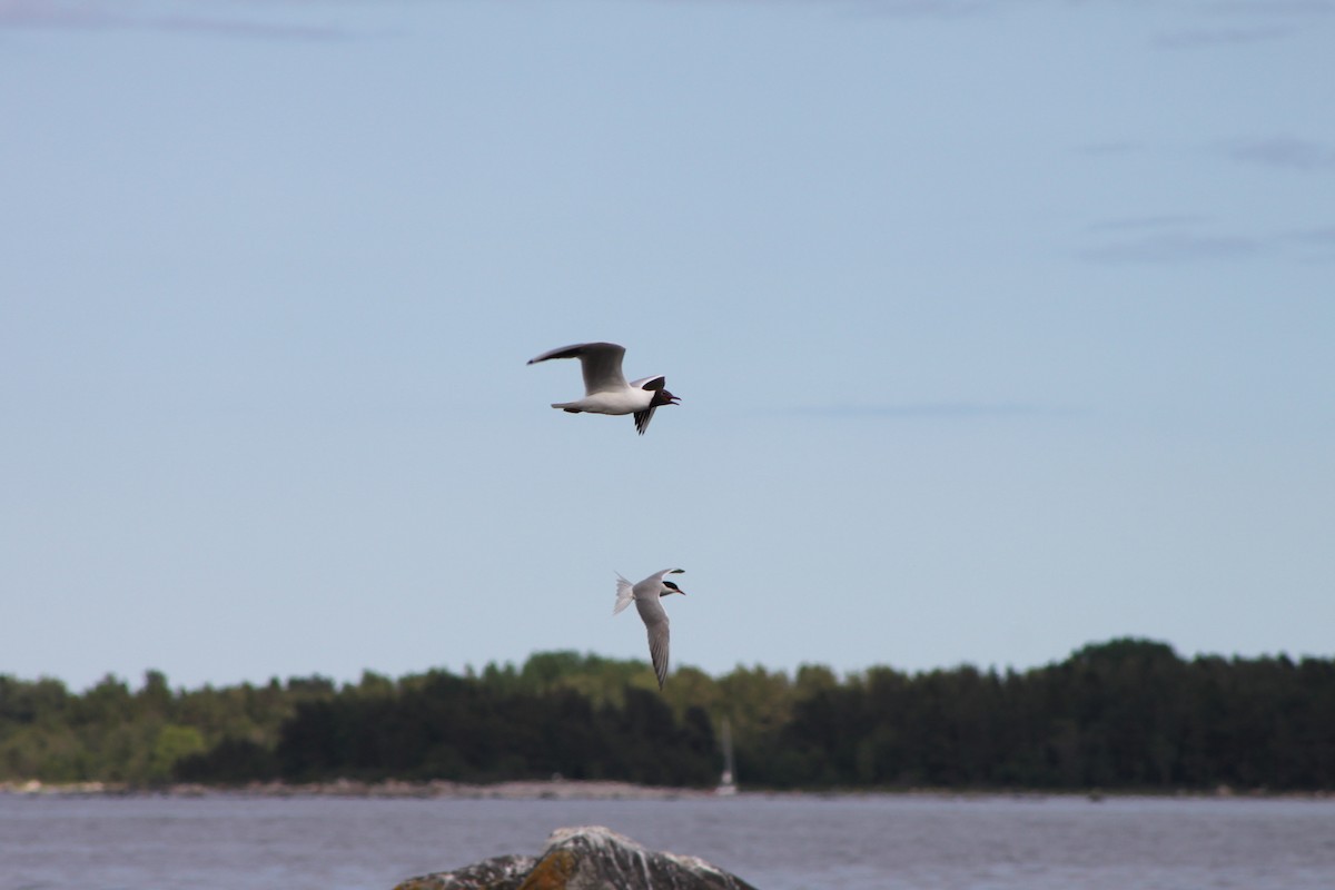 Black-headed Gull - ML638310735