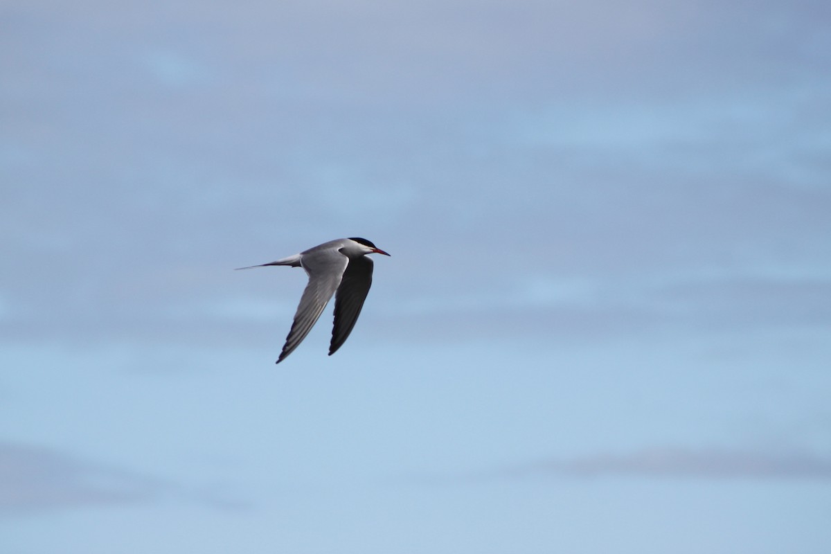 Common Tern - ML638310736