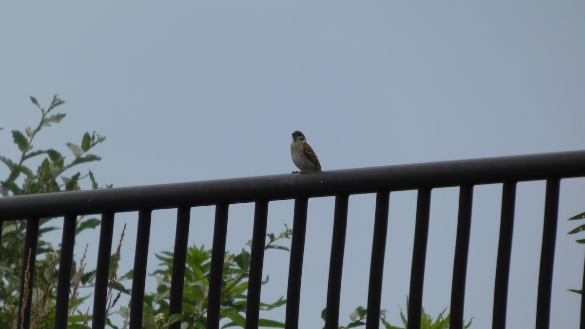 Eurasian Tree Sparrow - ML638310737