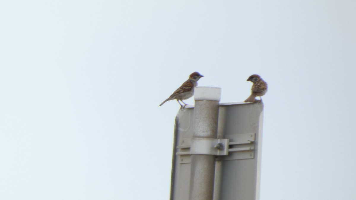Eurasian Tree Sparrow - ML638310739