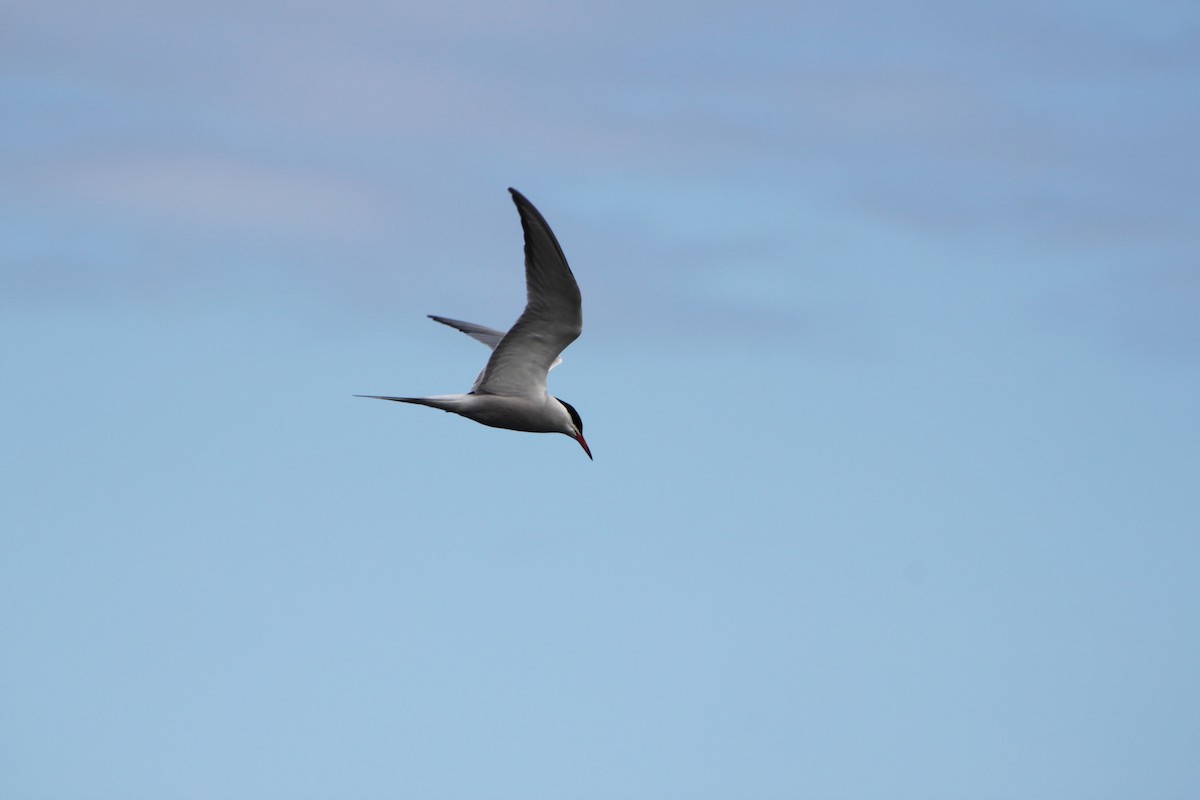 Common Tern - ML638310740