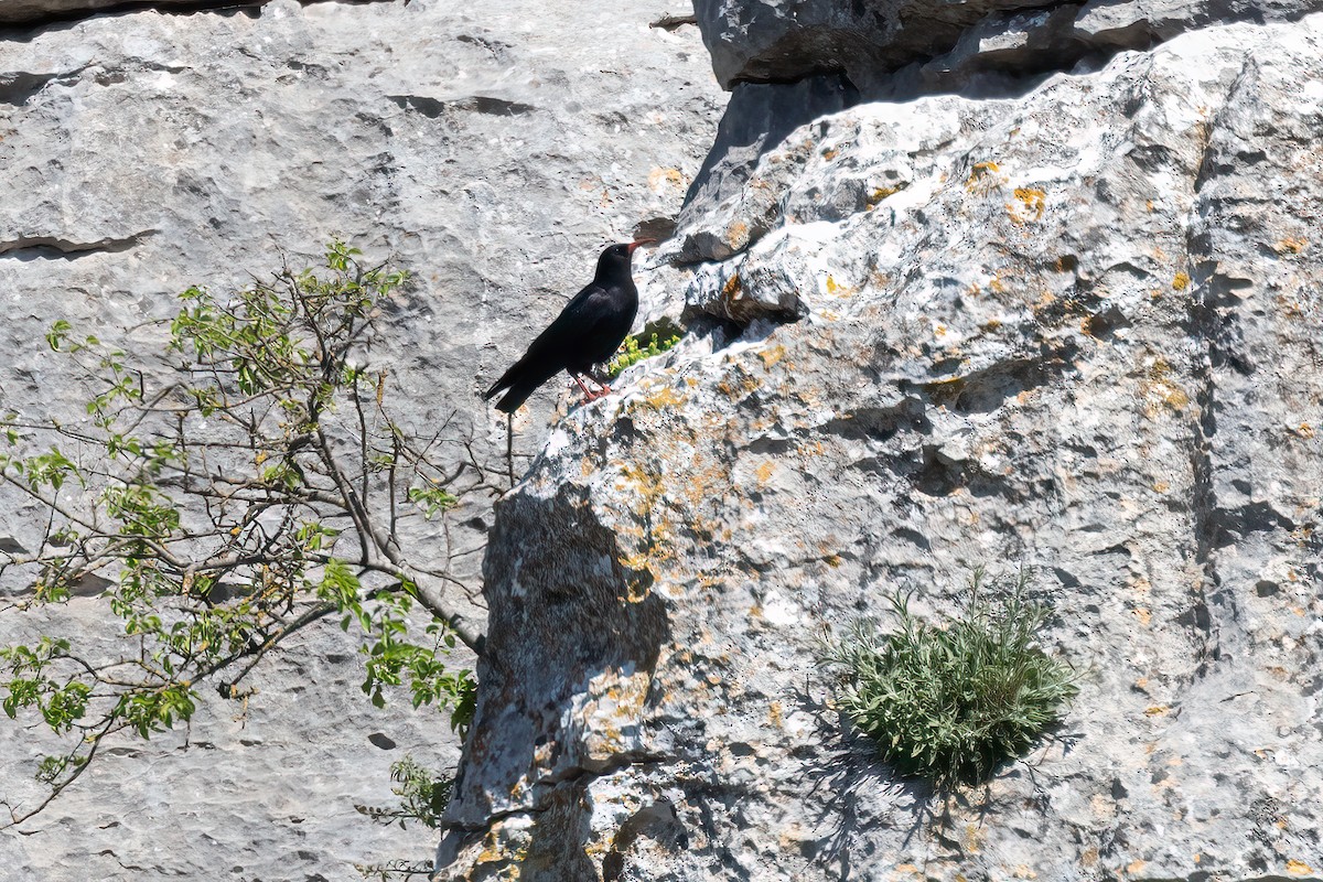 Alpenkrähe - ML638310741