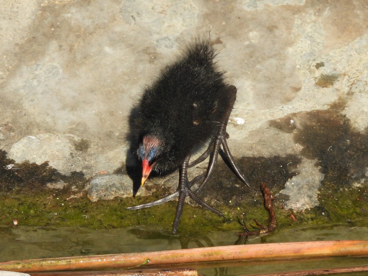 Teichhuhn - ML638310763