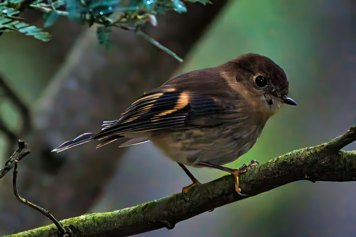 Pink Robin - ML638310768