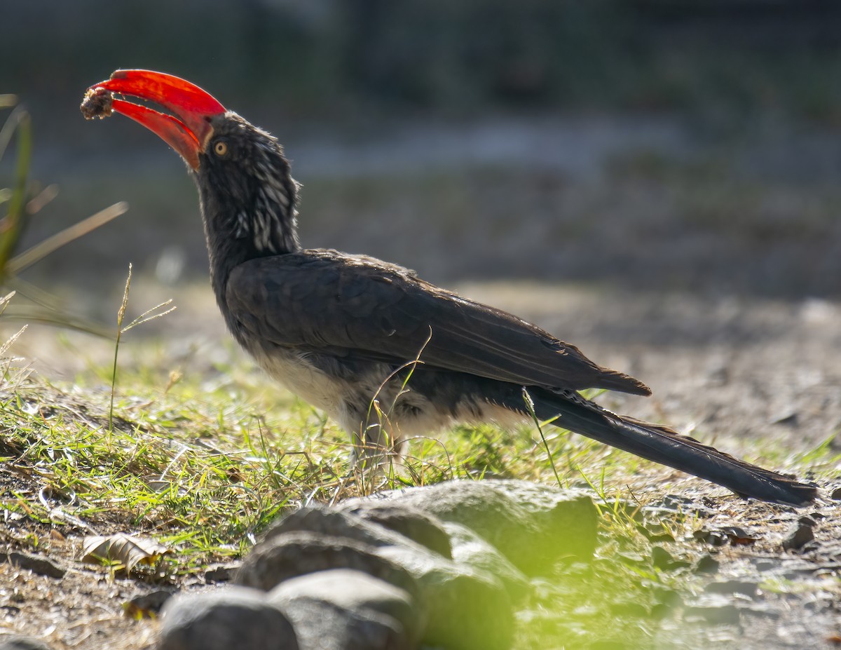 Crowned Hornbill - ML638310772