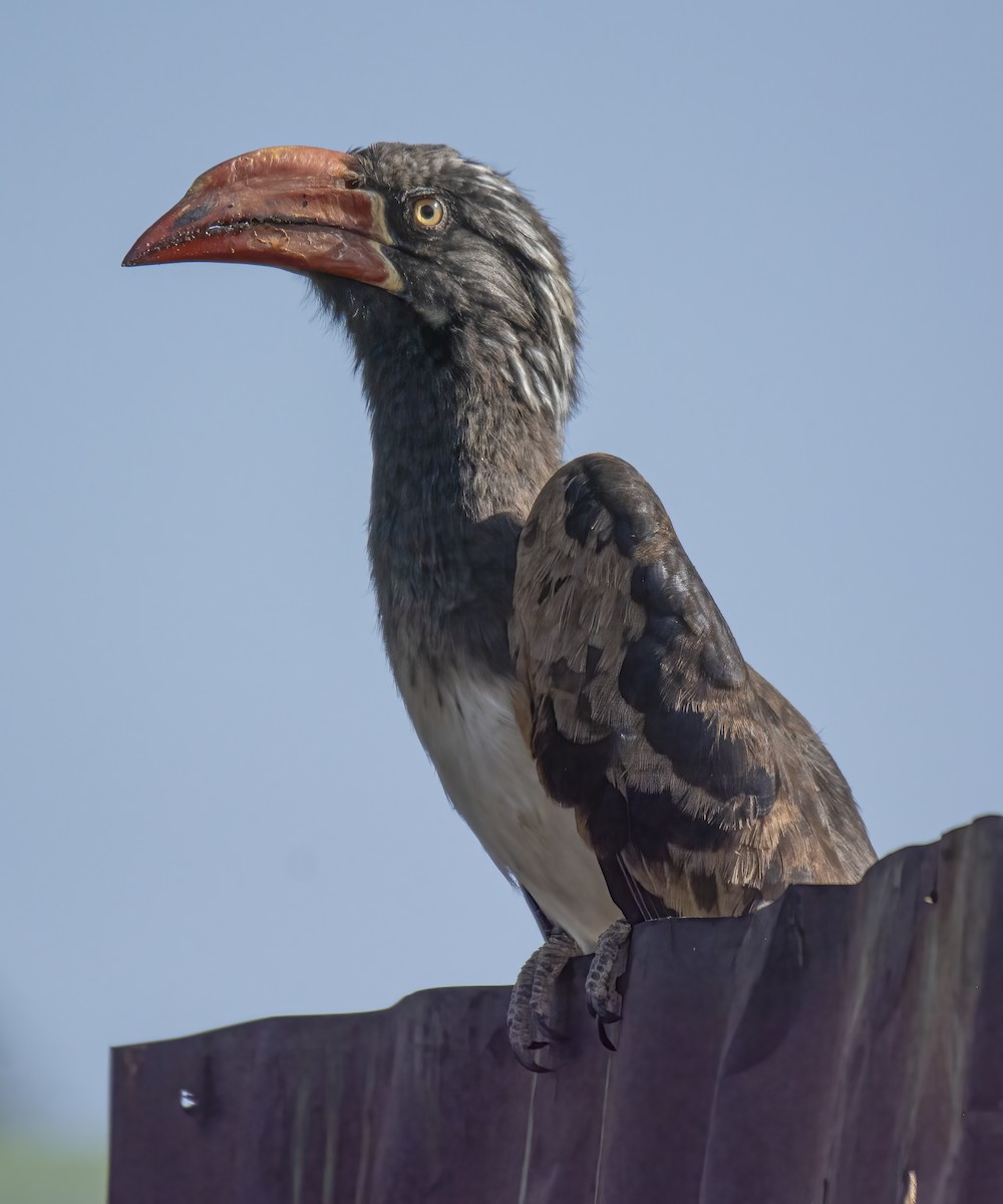 Crowned Hornbill - ML638310773