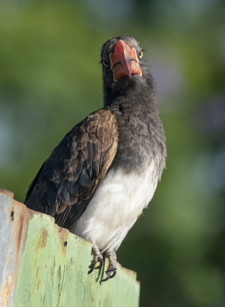 Crowned Hornbill - ML638310774