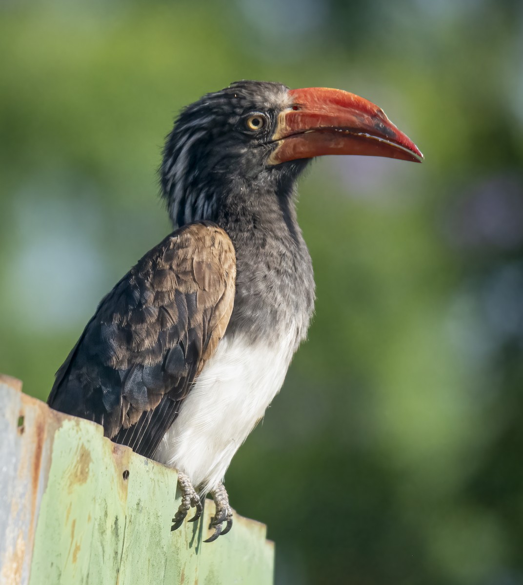 Crowned Hornbill - ML638310786