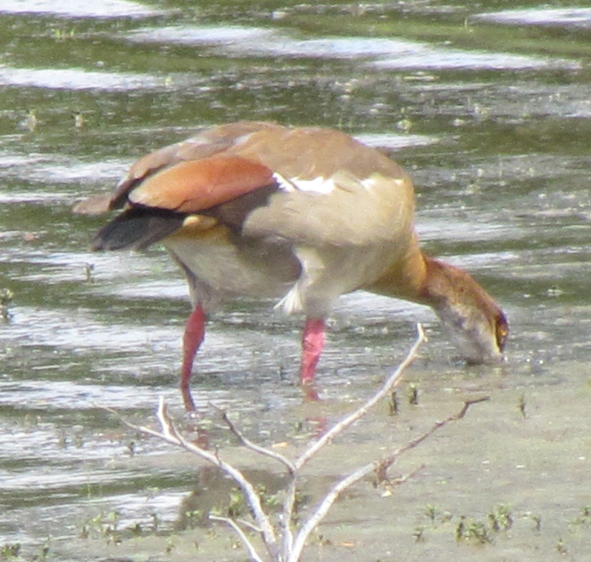 Egyptian Goose - ML638310794