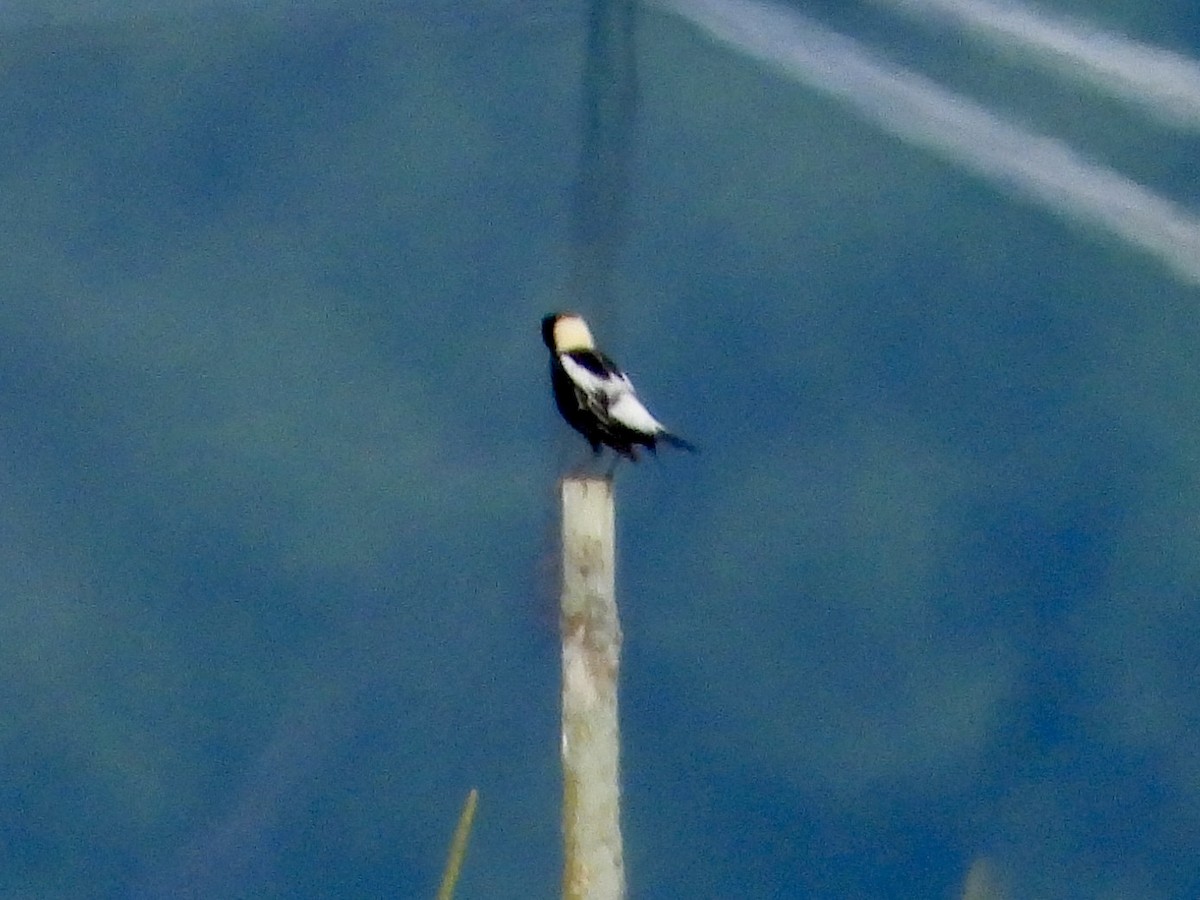 Bobolink - ML638310795