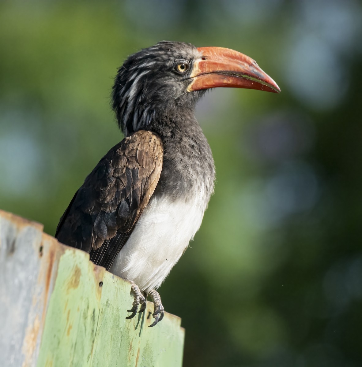 Crowned Hornbill - ML638310797